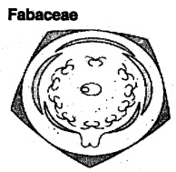 1st PUC Biology Question Bank Chapter 5 Morphology of Flowering Plants 3