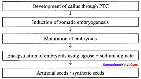 Tamil Nadu 12th Biology Model Question Paper 2 English Medium img 3